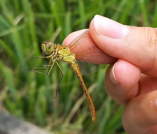Réf. 285 966 : Sympetrum meridionale